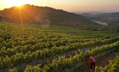 Which Wines to Drink at the Seder This Year, and Why