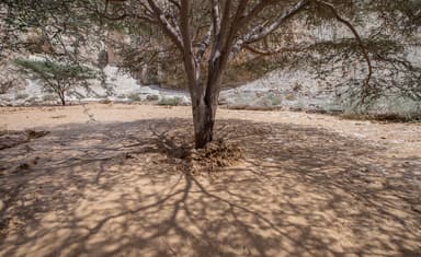 Why Judaism Takes Rain Very Seriously