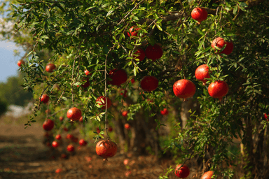 All Good Things Must Come to an End, but What Does That Have to Do with Summer?